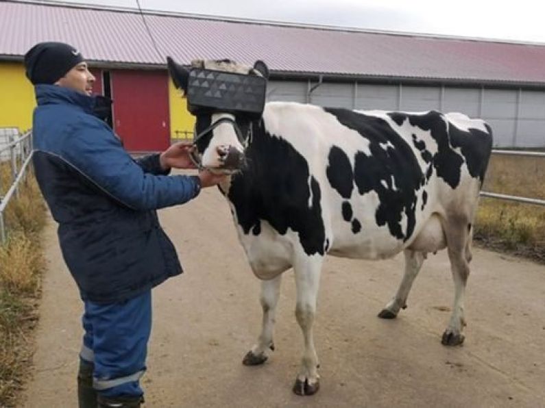 Russian farmers strap VR headsets to cows to improve mood & milk production