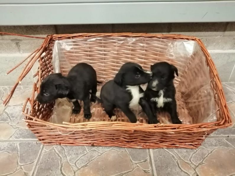 3 puppies rescued by Gardaí in Carlow