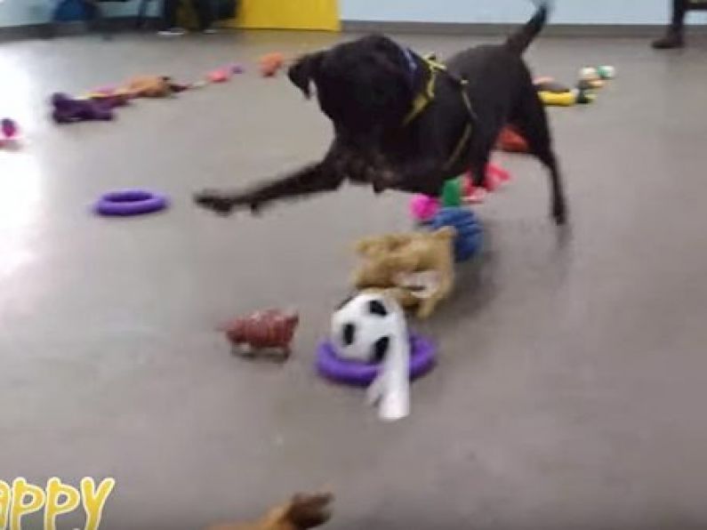 Dogs picking Christmas presents is what you need ahead of your Christmas shopping