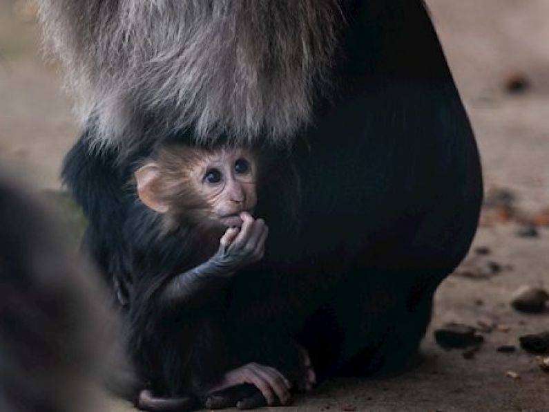 Fota Island ask the public to name two baby macaque monkeys