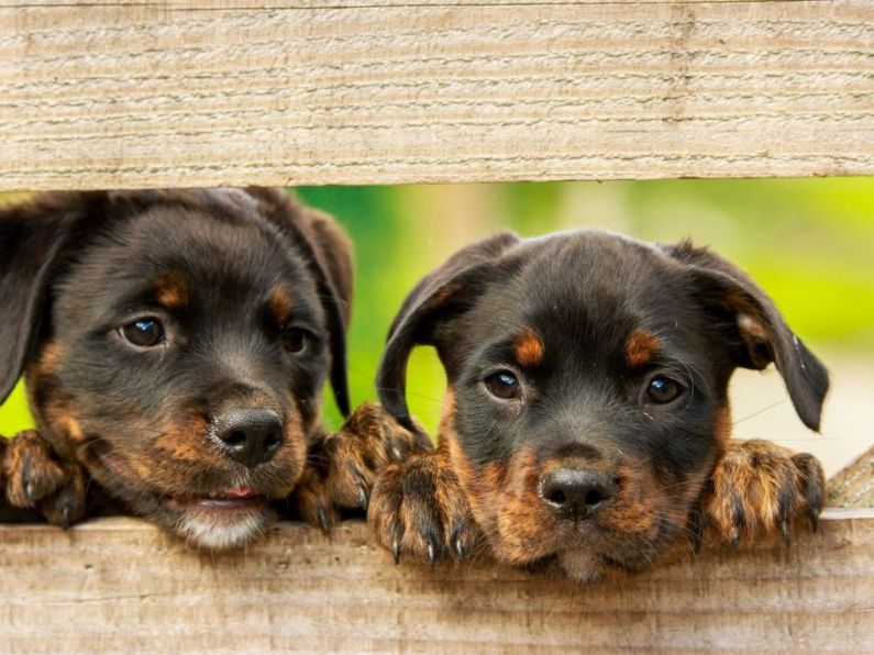 Government to introduce puppy farm laws in 2020