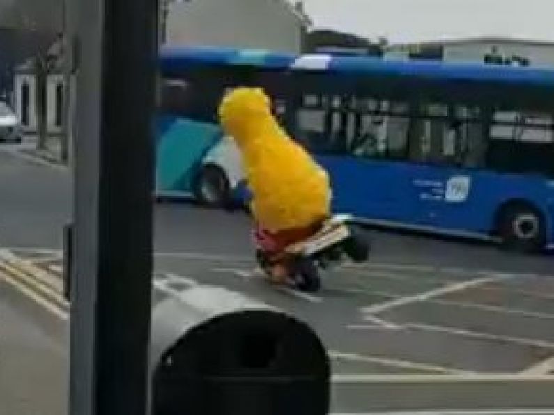 WATCH: Big Bird doesn't let COVID-19 stop the Patrick's Day wheelies