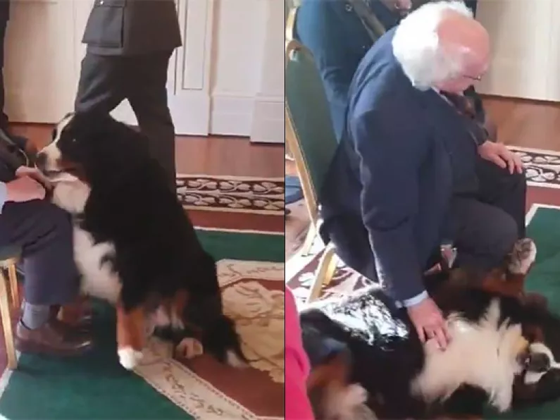 WATCH: President's dog takes over press conference in viral video
