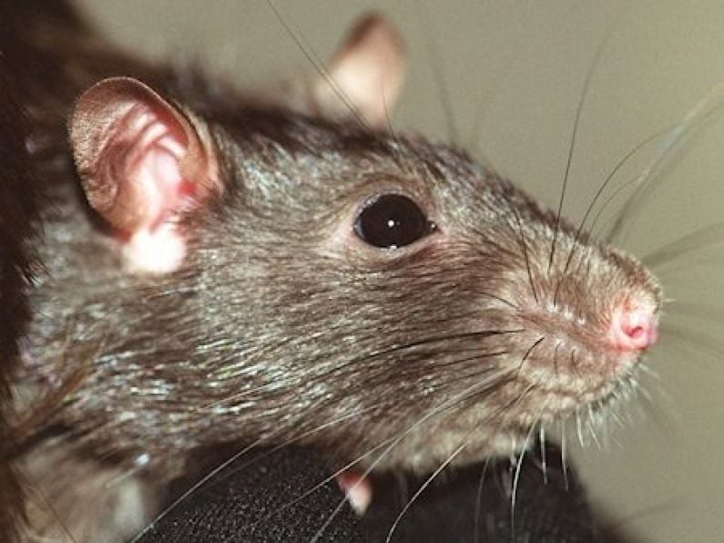 50% more rodent sightings being reported in homes and businesses
