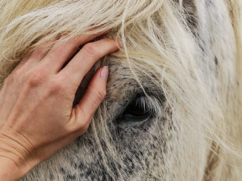 Horses found running loose on outskirts of Kilkenny may be put down