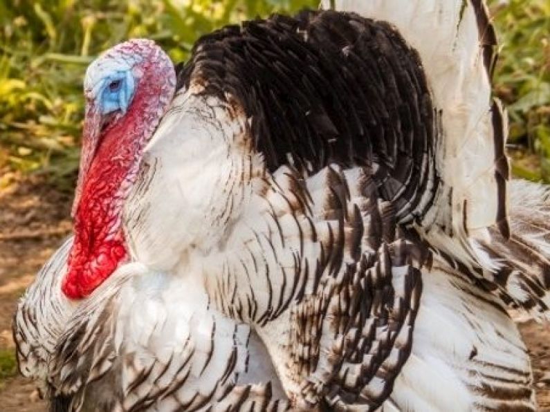 Bird flu kills 25,000 turkeys in Poland