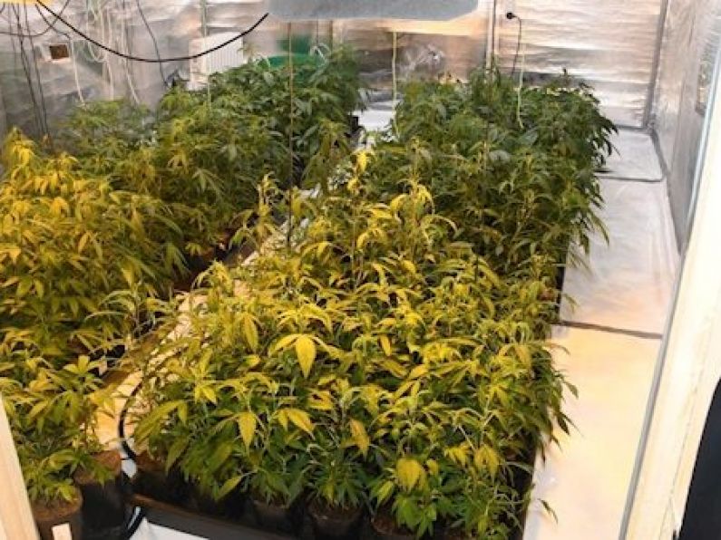 Gardaí seize €400k of cannabis in grow house