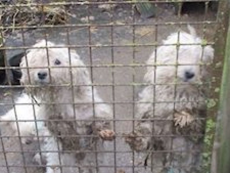 Eight dogs rescued from 'appalling conditions' in Co Cork