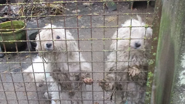 Eight dogs rescued from 'appalling conditions' in Co Cork