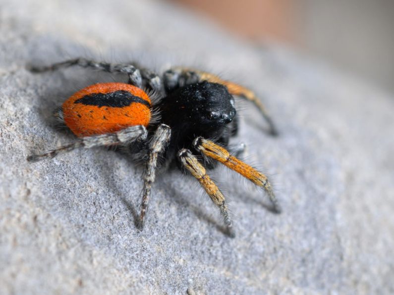 A rare jumping spider has been spotted in a garden in Ireland