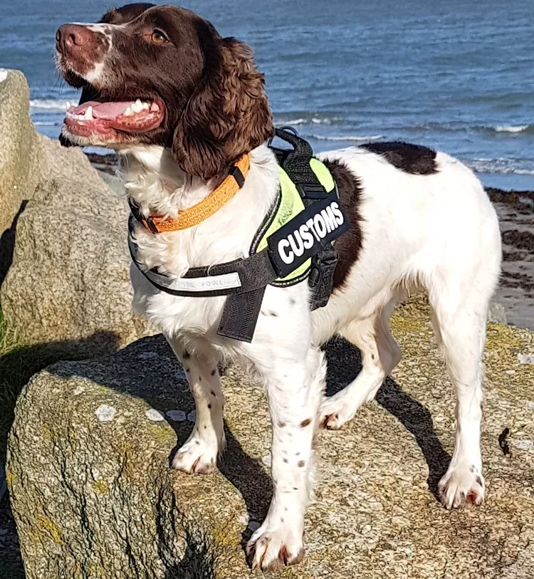 In like Flynn: Detector dog helps Revenue seize €280k thought to be proceeds of crime