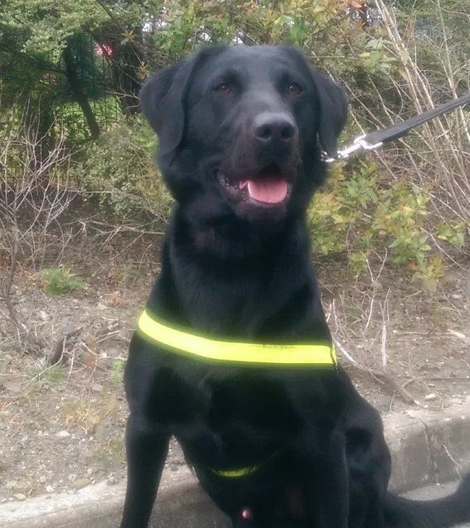 Revenue seize cannabis worth €400k with help of detector dog Scooby
