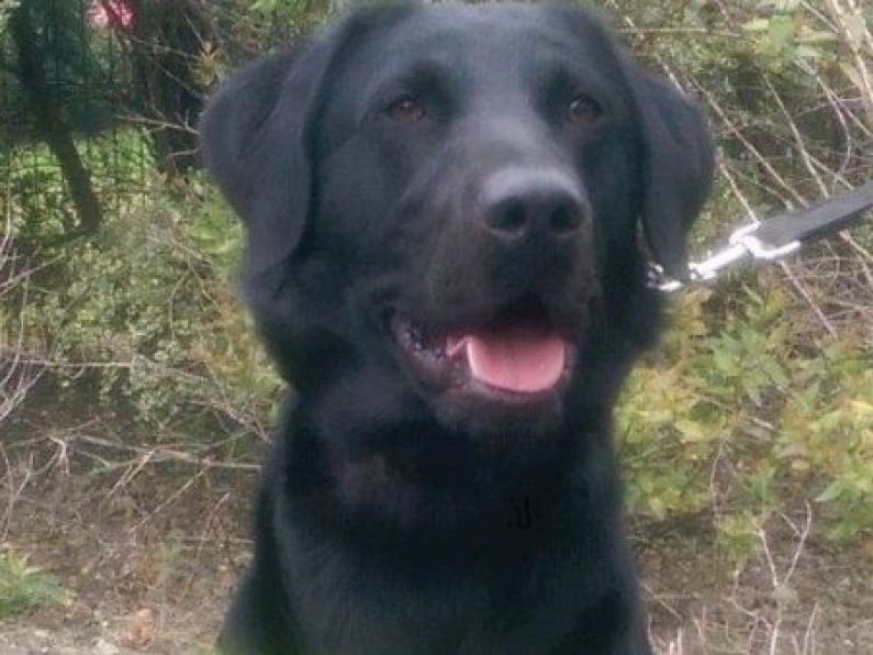 Cannabis worth €400k destined for Carlow seized with help of detector dog Scooby
