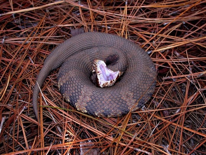 Man hospitalised after poisonous snakebite