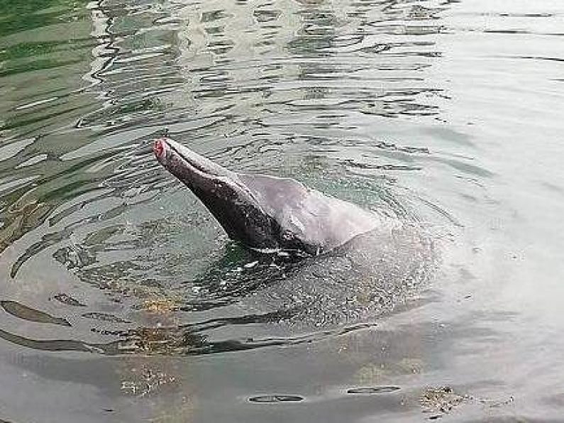 WATCH: Rare beaked whale trapped in Wicklow Harbour not expected to survive