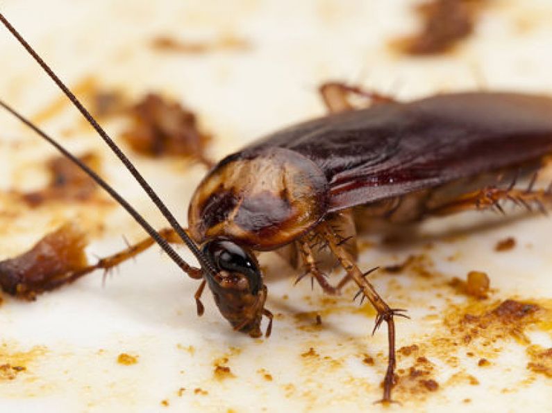 Indian restaurant forced to close after cockroaches found in kitchen