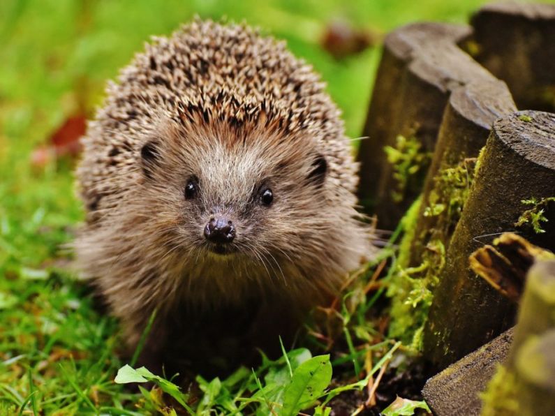 13-year-old teen tortured hedgehog in 35-minute attack, court told