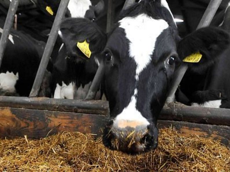 Retailers urged not to reduce price paid to meat processors for beef
