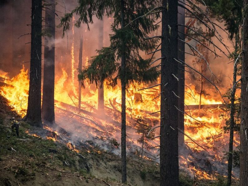 Forest fires near Chernobyl have been put out
