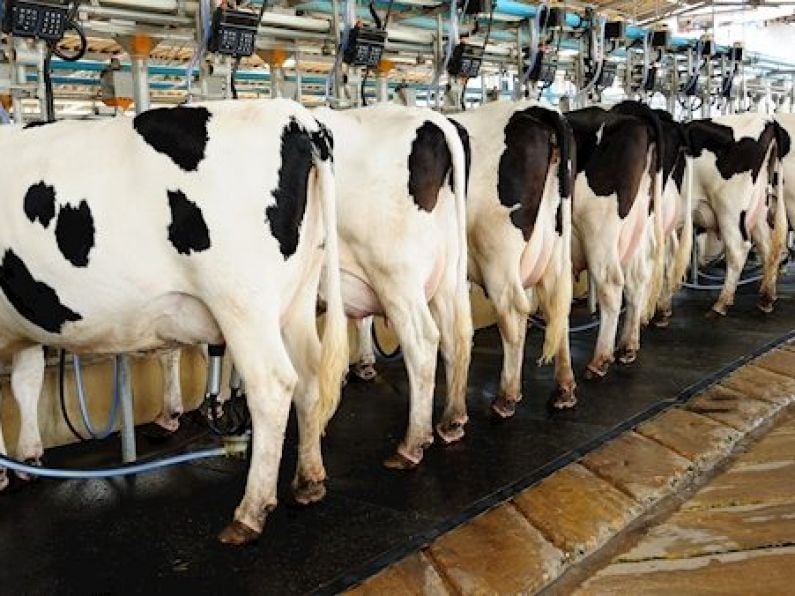 Dairy consumption increased by 48% since the start of the pandemic