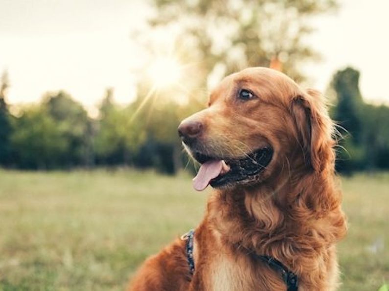 Dog owners warned to be aware of heatstroke dangers as temperature set to rise