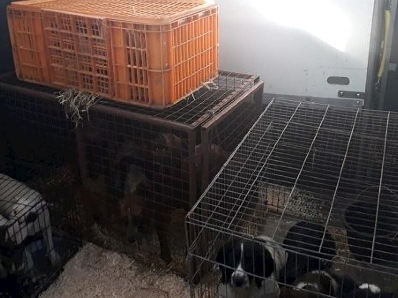 17 dogs bound for Wales seized at Rosslare