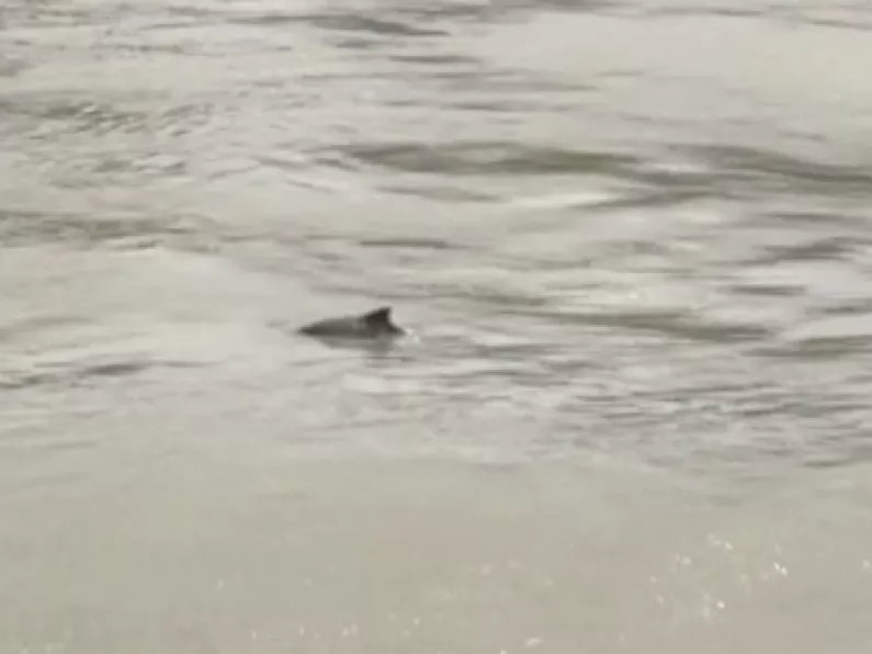 WATCH: Dolphin spotted in the River Suir