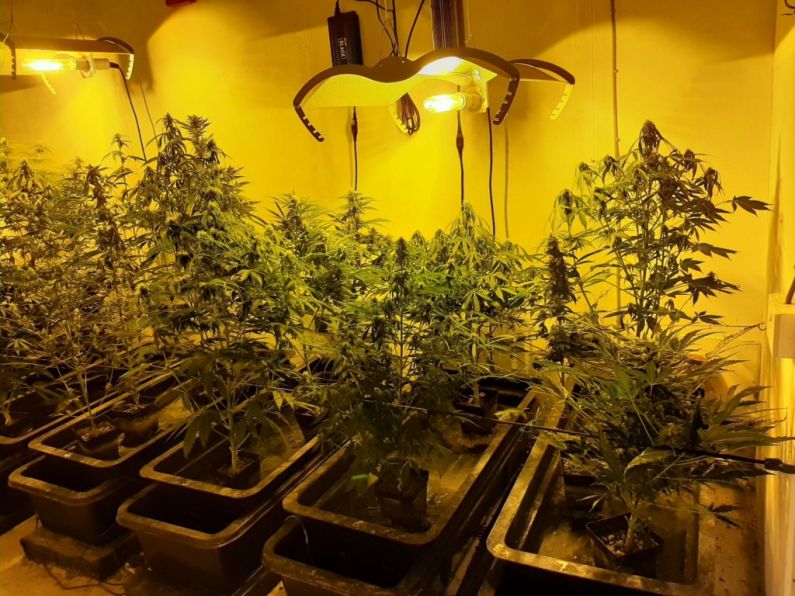 Man in his 60s arrested after discovery of €50,000 worth of cannabis plants in Tipp