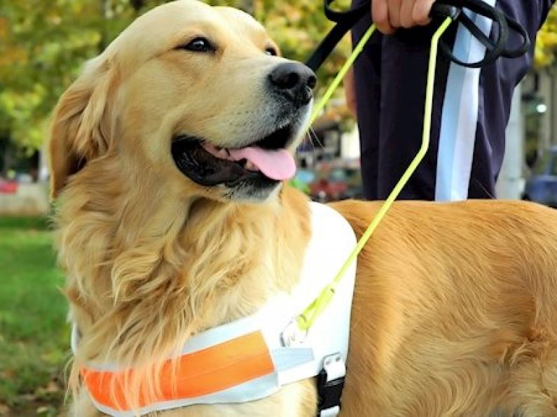 Irish Guide Dogs for the Blind appeals for Volunteers in the South East
