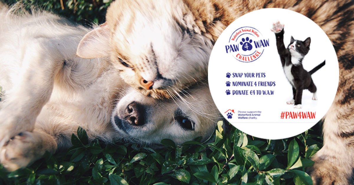 Branding agency teams up with Waterford Animal Welfare to create adorable  PAW4WAW challenge 