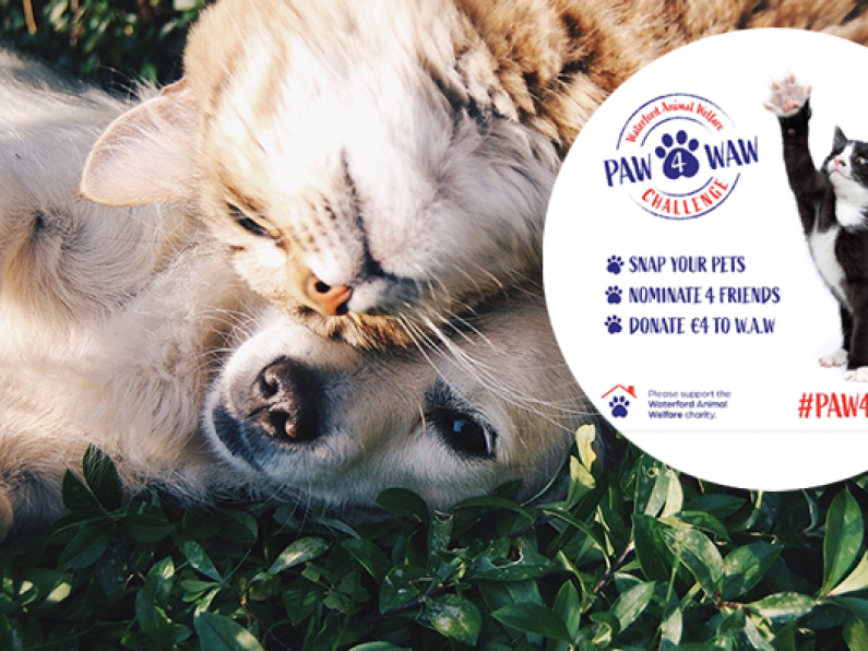 Branding agency teams up with Waterford Animal Welfare to create adorable PAW4WAW challenge