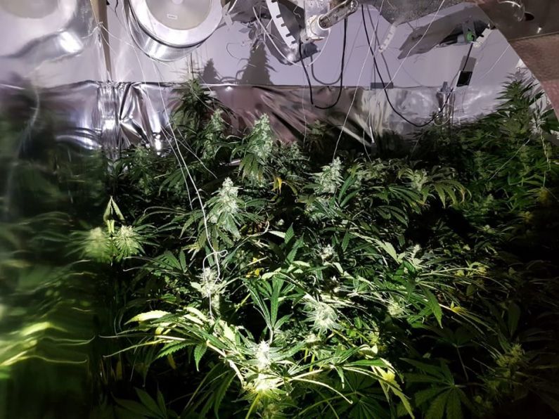 Cannabis seized following Wexford drugs operation