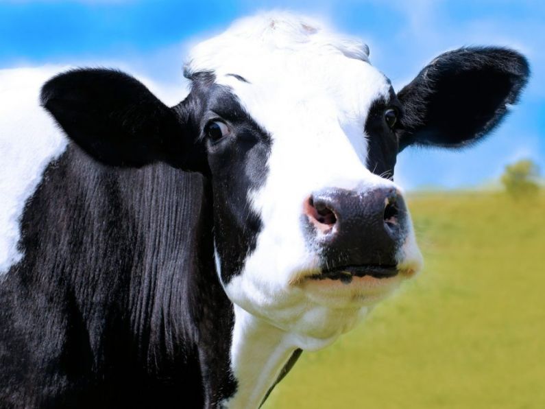 Case of 'atypical' mad cow disease temporarily suspends exports of Irish beef to China