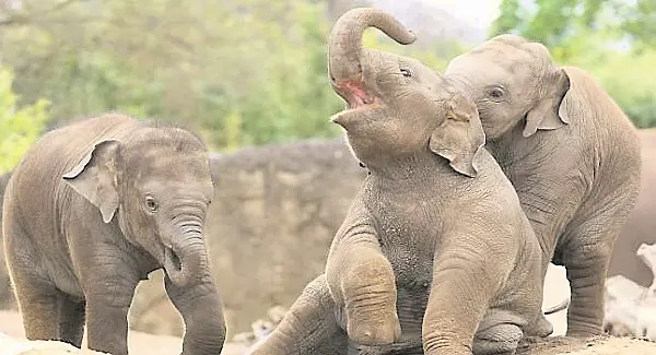 Dublin Zoo set to reopen for visitors