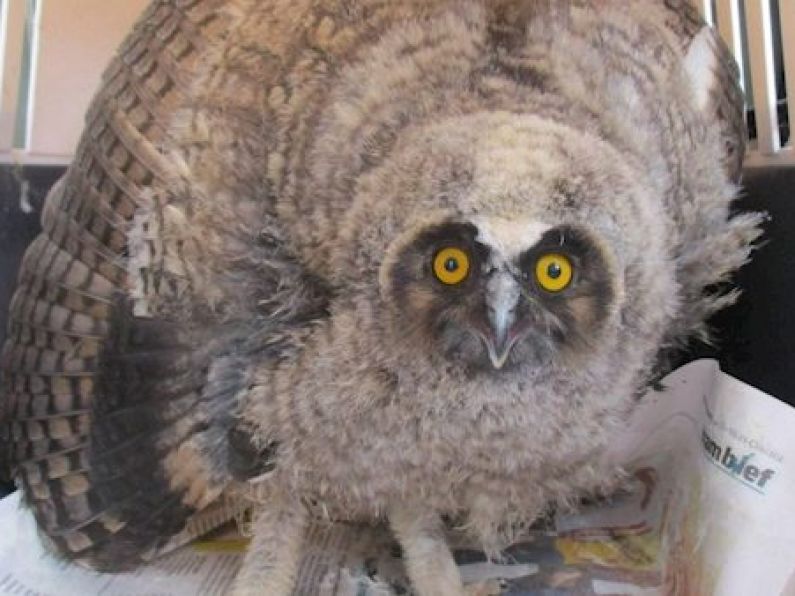 'Dazed' baby owl rescued from main road