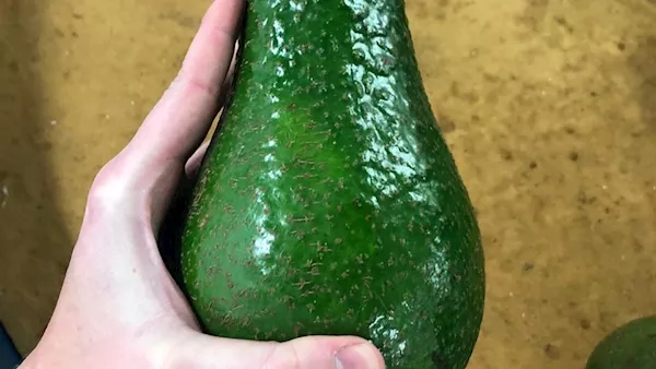 Avocados five times normal size arrive in Ireland