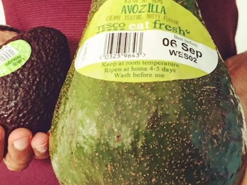 Avocados five times normal size arrive in Ireland