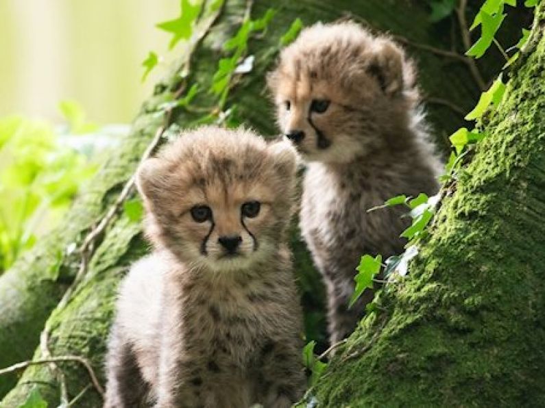 Fota Wildlife Park ask public to name three new cheetah cubs