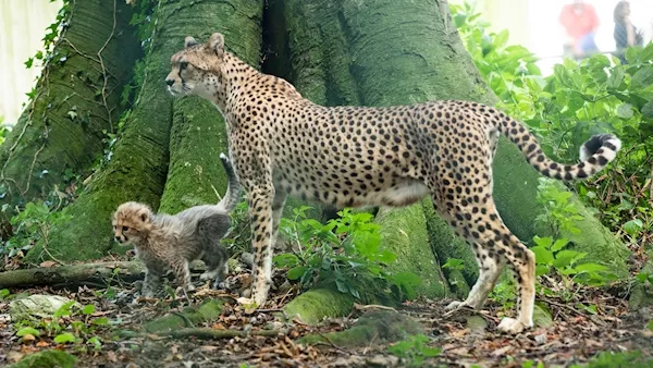 Fota Wildlife Park ask public to name three new cheetah cubs
