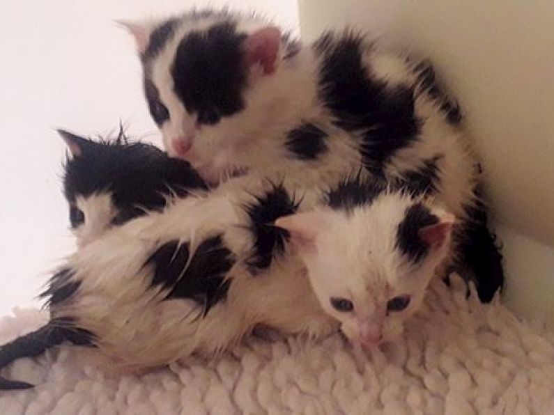 Three kittens found abandoned in plastic bag in Longford