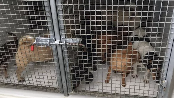 32 suspected stolen dogs seized by Gardaí in Dublin