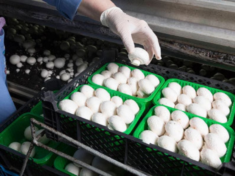 Results from further testing at Tipperary mushroom plant expected this evening