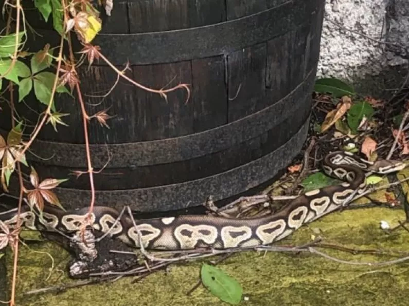A python snake has been found sliding around a garden in Dublin