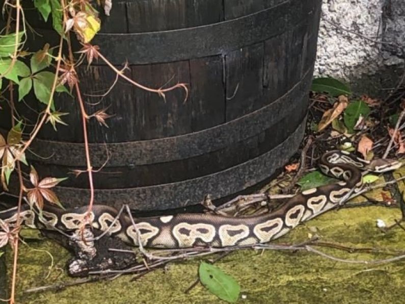 A python snake has been found sliding around a garden in Dublin