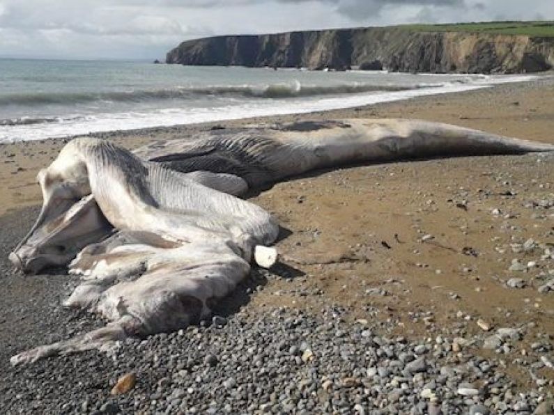 45 foot whale washes up on Waterford beach