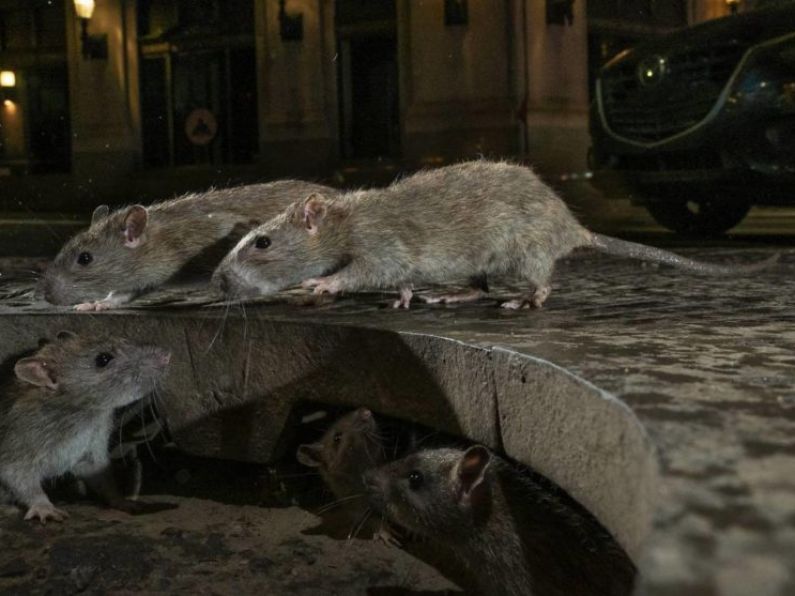 Pest control officers visiting 70 premises a day to deal with rat infestations