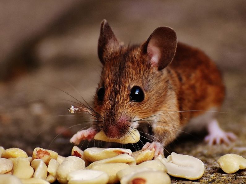 Genetically engineered 'mighty mice' maintain bulk after trip to space