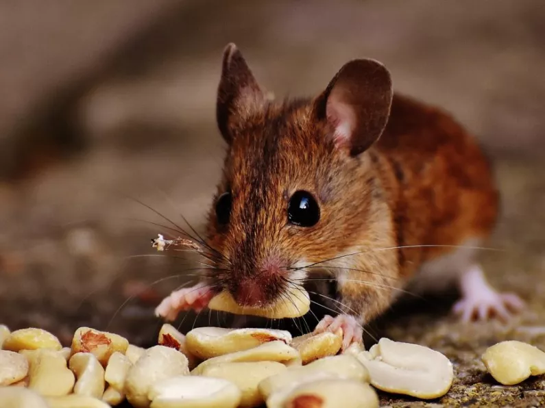 Rodents stealing chocolate and causing chaos at Garda Headquarters