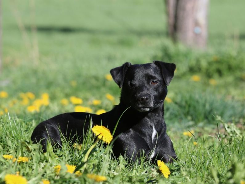 Eight dogs stolen from kennels overnight