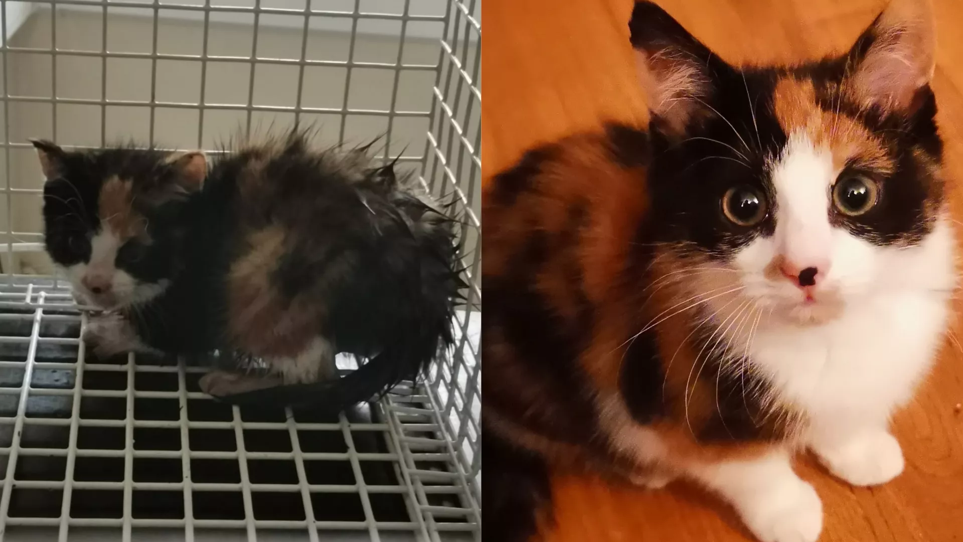 Kitten rescued from inside a car engine